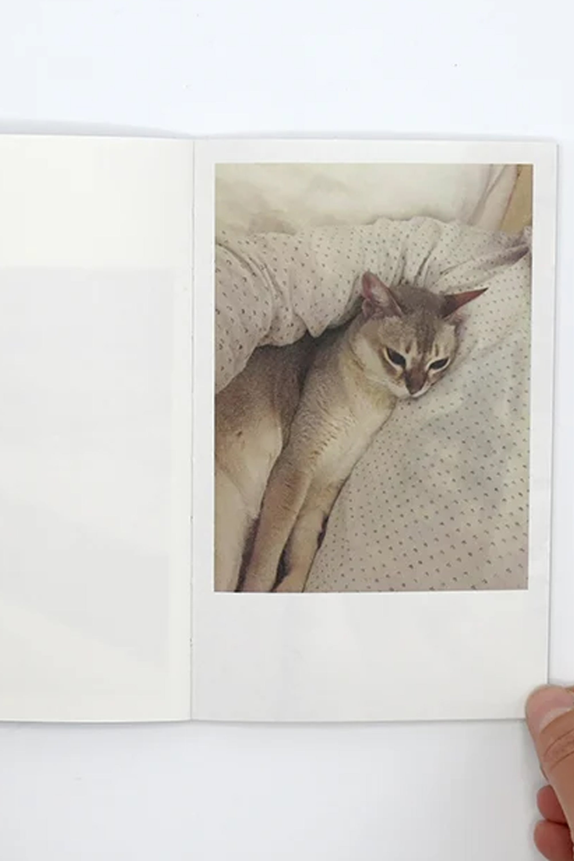 Takashi Homma – This Is Not My Cat
