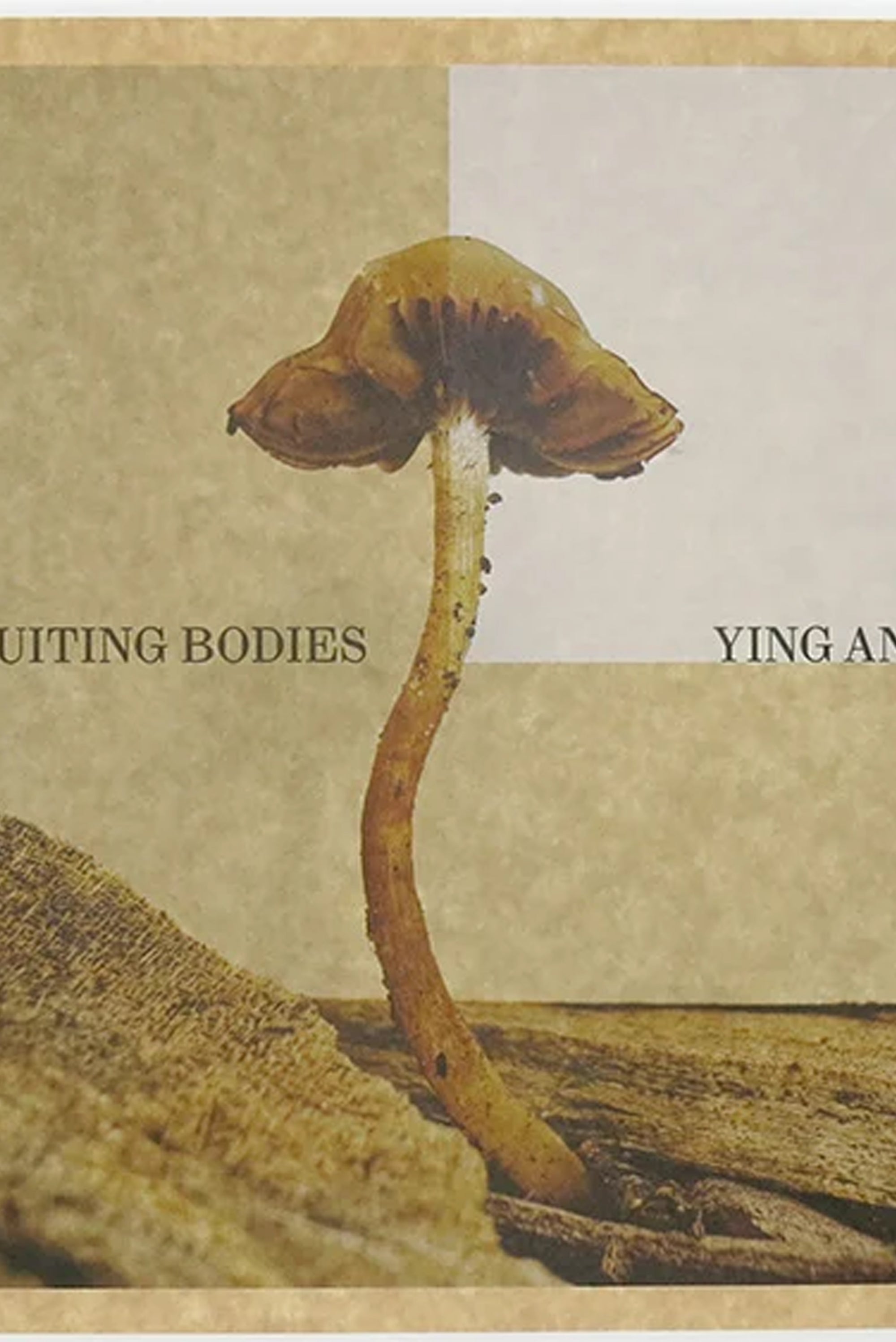 YING ANG - Fruiting Bodies