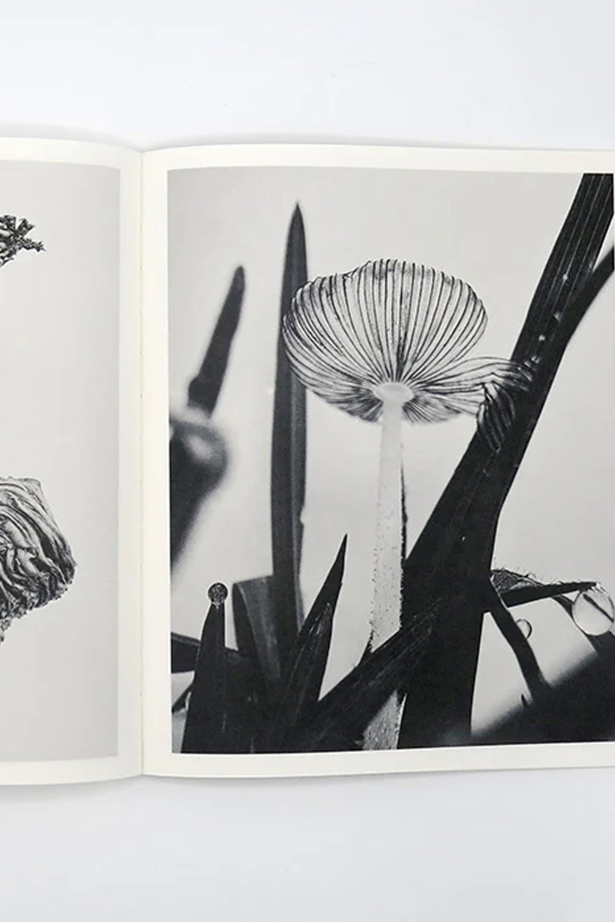 YING ANG - Fruiting Bodies